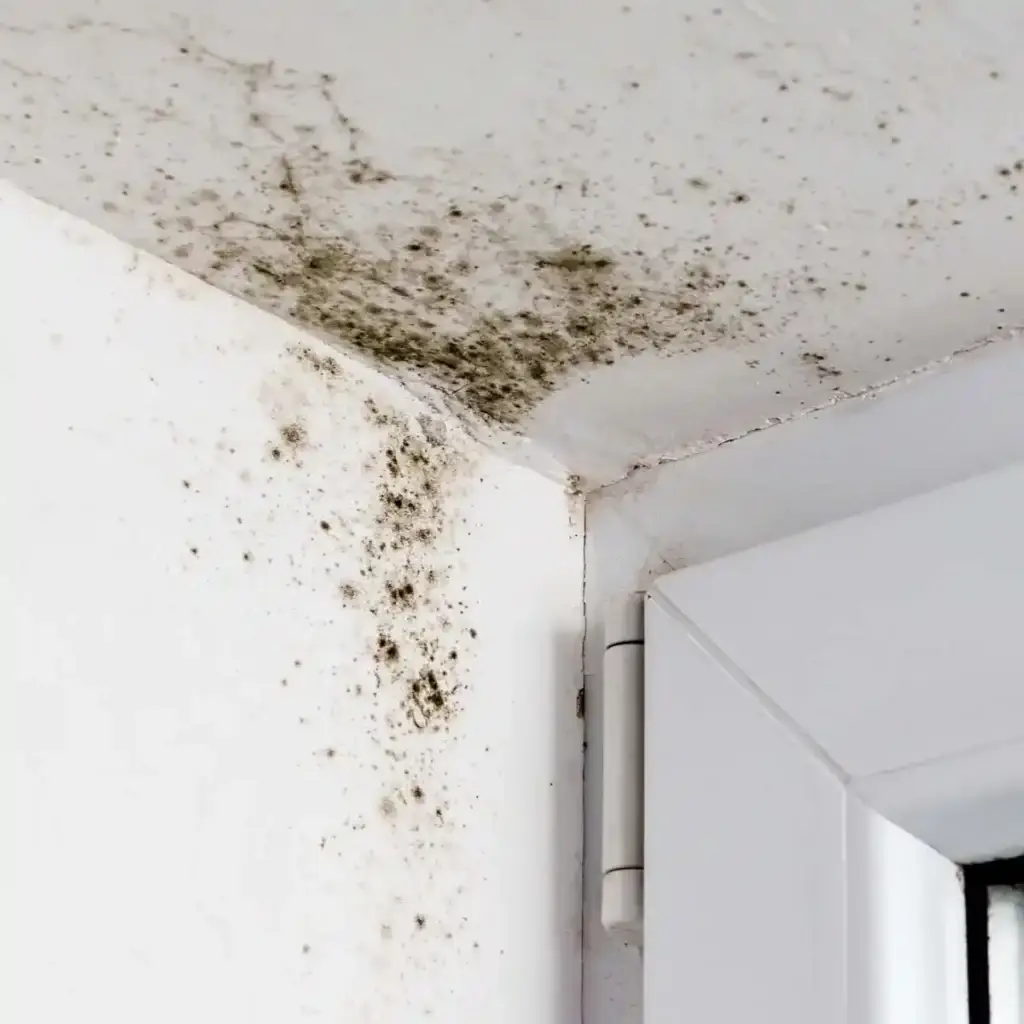 Black mould in top corner of a room