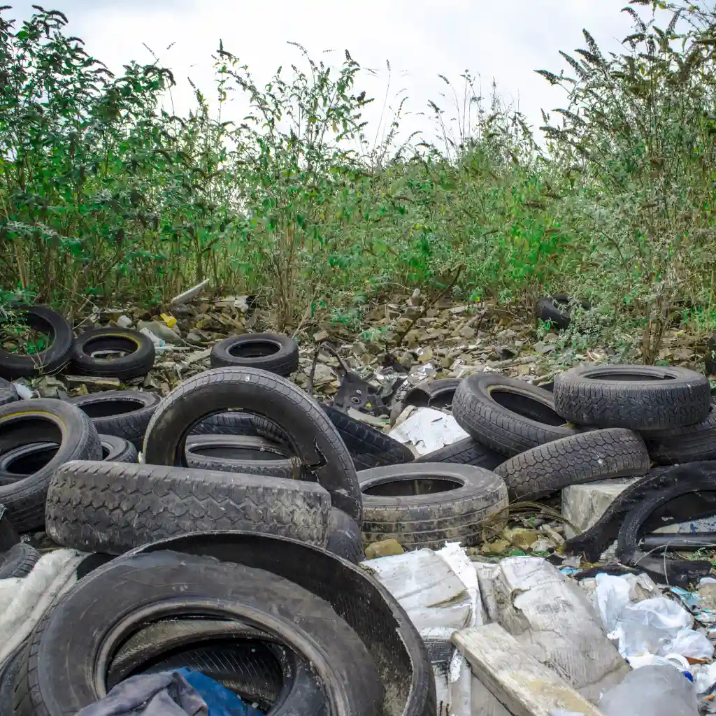 Fly tipped tyres.