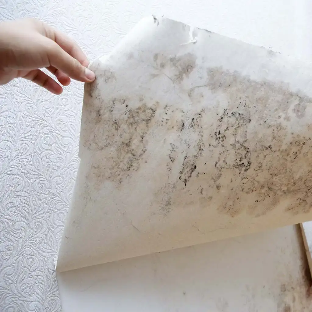 Black mould under wallpaper.