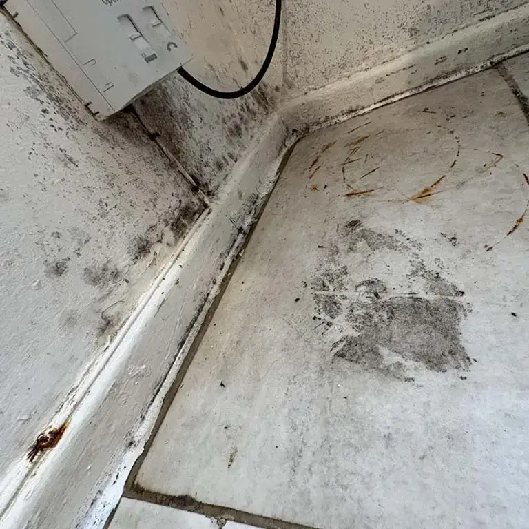 Extensive black mould growth.