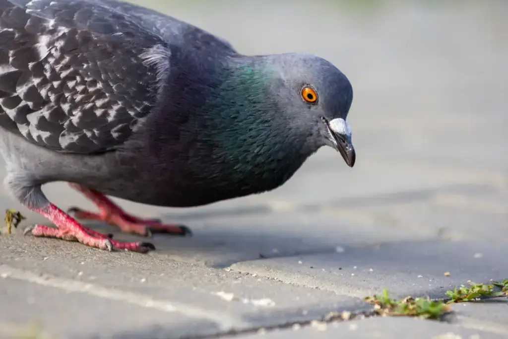 Common pigeon in a UK garden