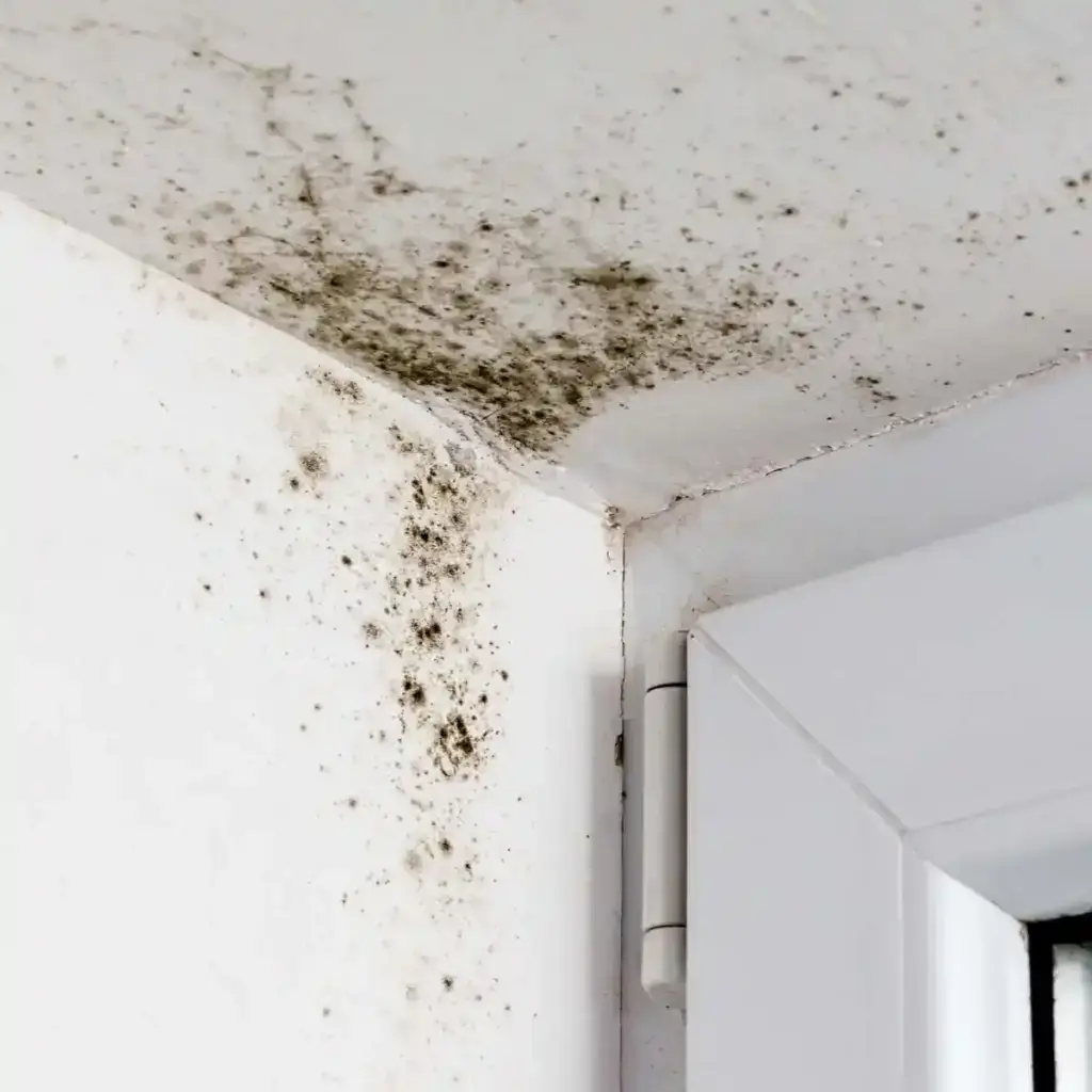 Black mould in corner of window