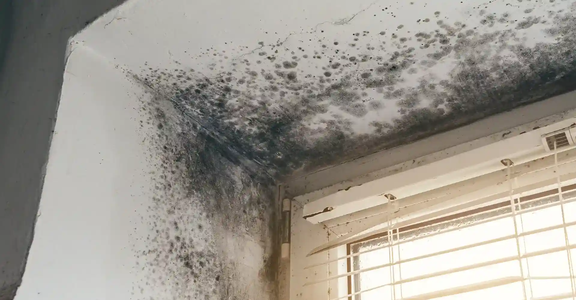 DIY Mould removal: The 6 myths you need to know