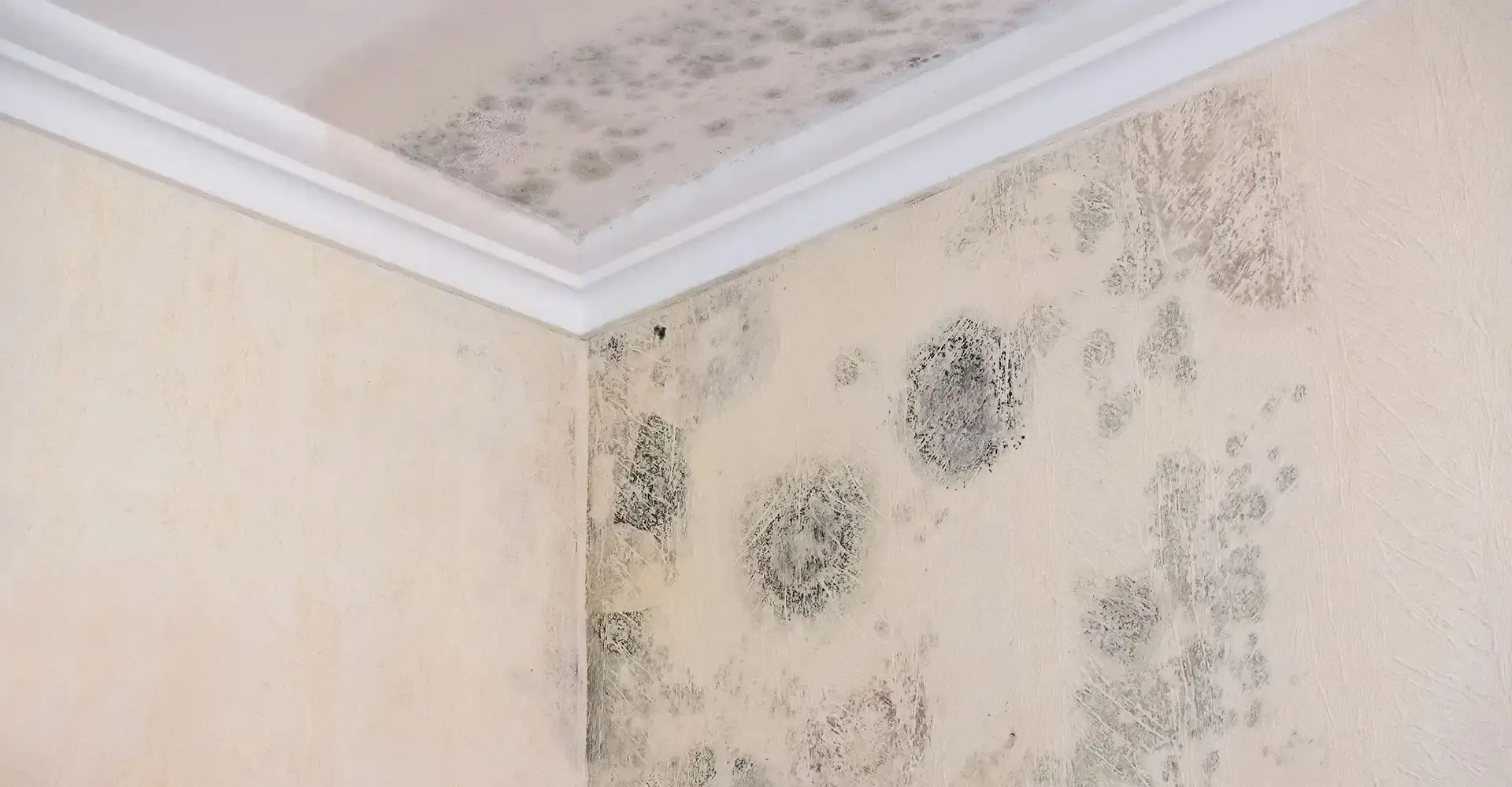 Mould from a neighbour’s property: Your rights and what to do (UK Law)