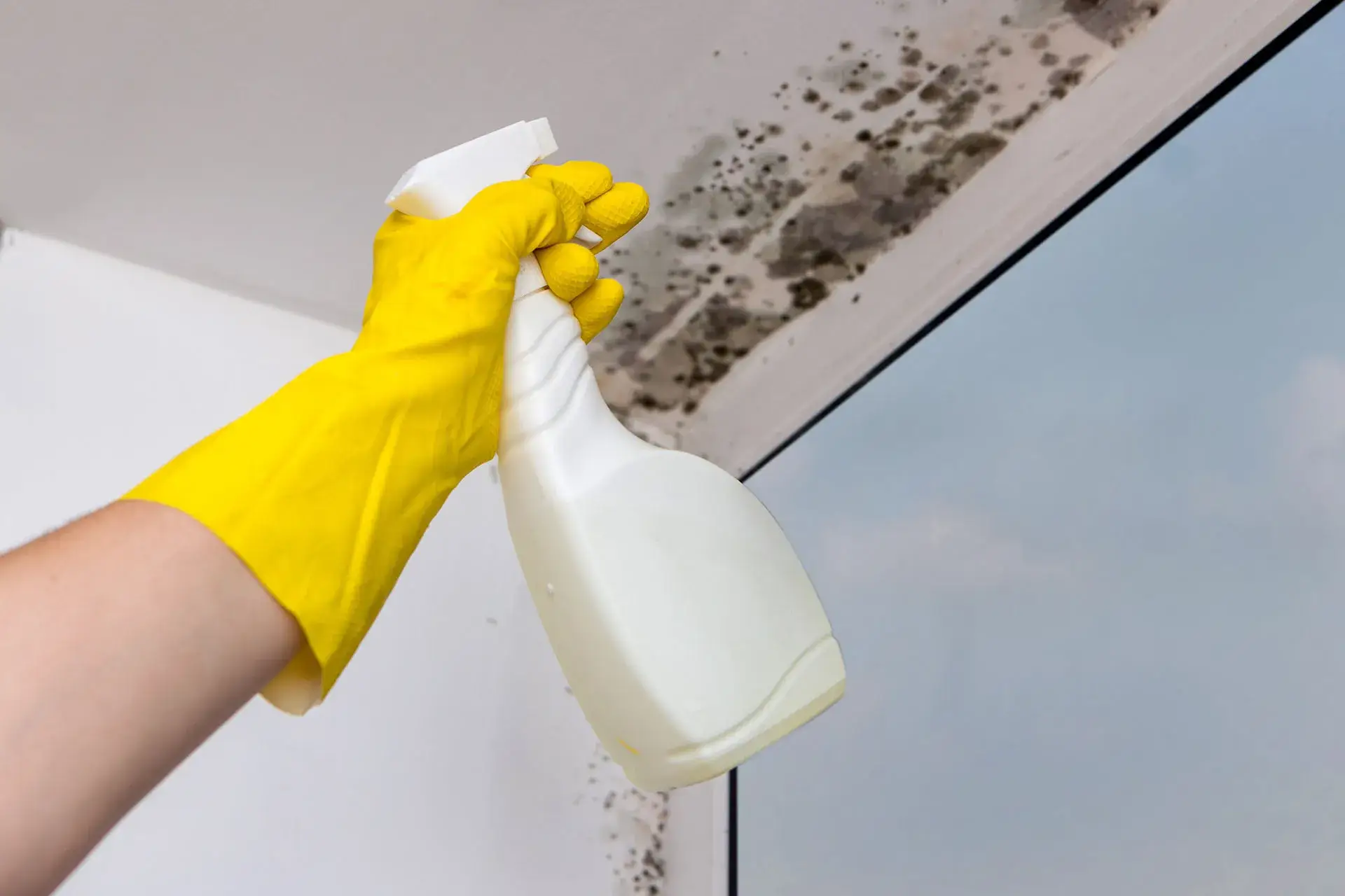Mould remediation in the UK: A homeowner’s guide