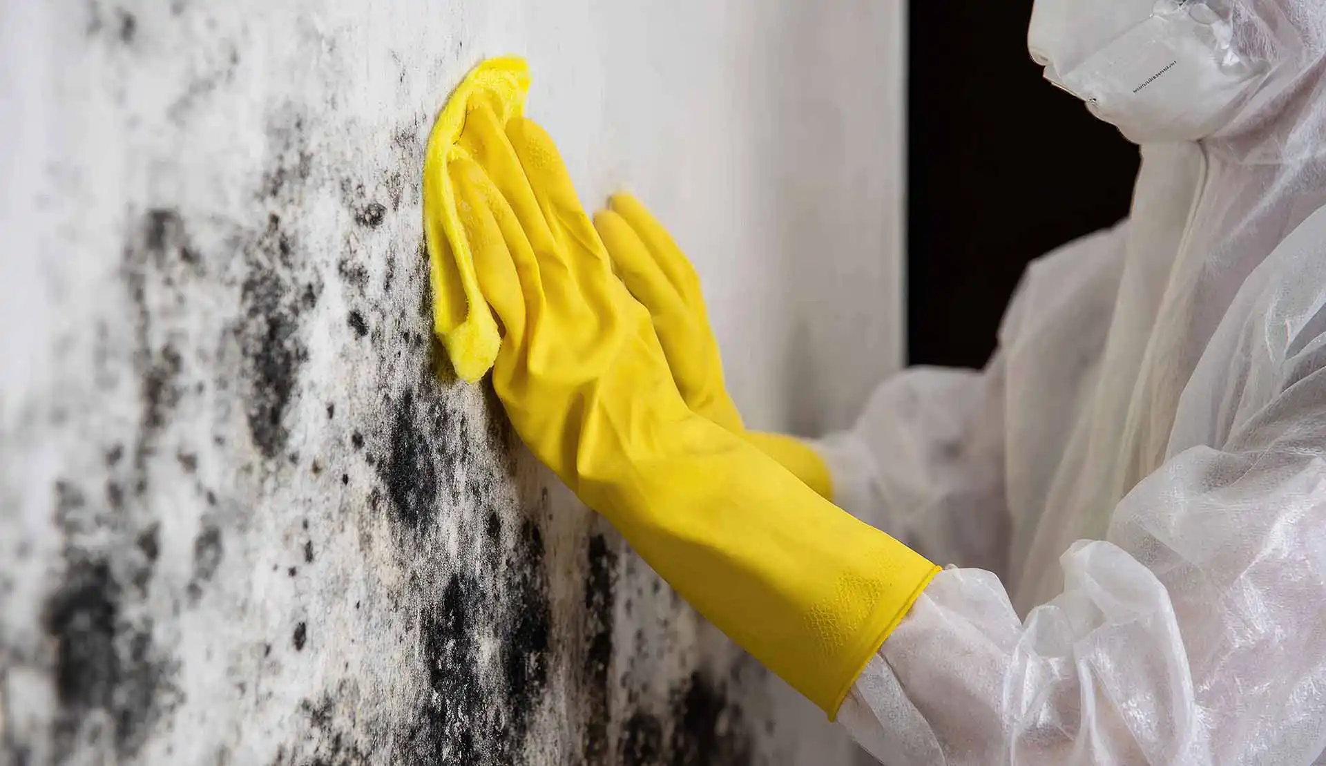 Black mould: Choosing DIY or professional removal