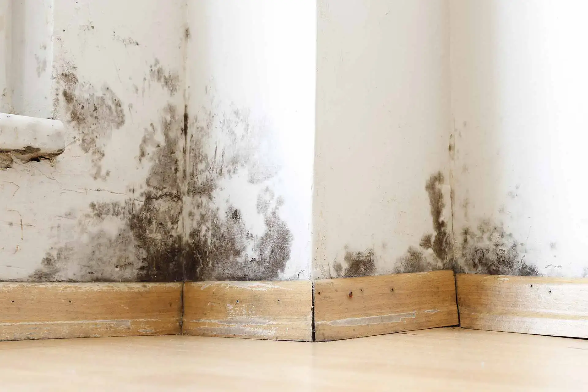 What is black mould? Causes, risks and how to stop it permanently
