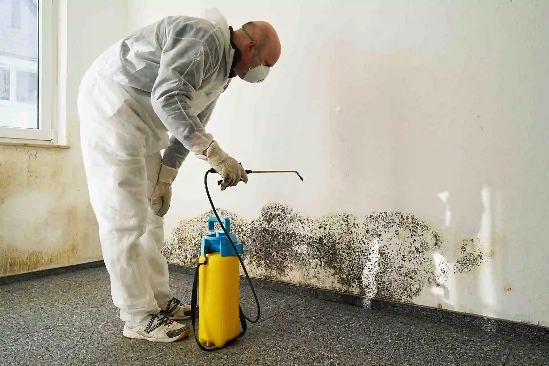 Mould Mites: Identifying the pests & the damp issues they signal