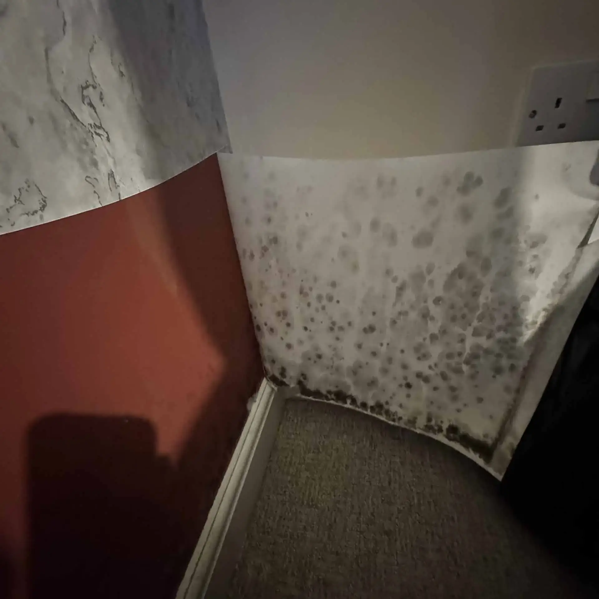 Urgent bedroom mould remediation in London